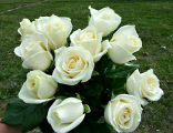 ХИТ ПРОДАЖ "Красотка" - букет из 11 белых роз