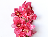 Орхидея (цимбидиум) - 1 цветок