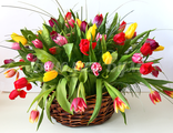 "Радуга" - корзина с тюльпанами, триферном, беарграссом